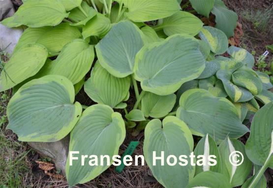 Hosta Cinderella